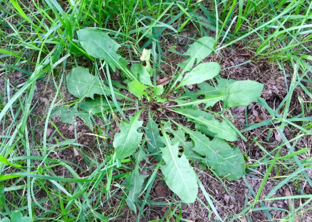 dandelion cancer