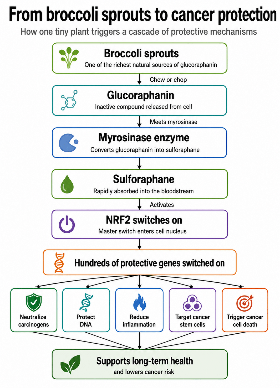 broccoli sprout mechanism chart