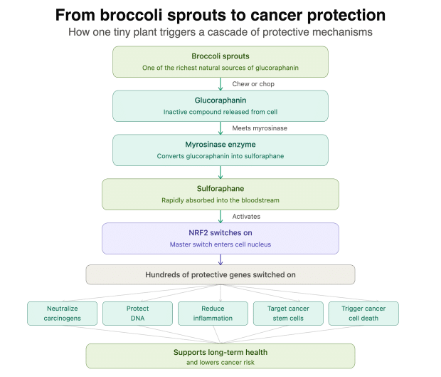 broccoli sprout pathway graph